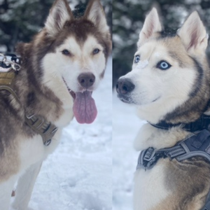 Aspen & Chai Latte